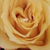My beautiful Yellow rose
