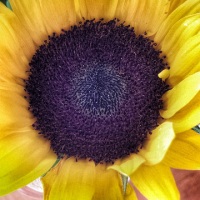 My 3D sunflower